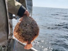 От 15 април влиза в сила сезонната забрана за улов на риба