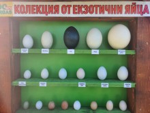 Колекция от екзотични яйца в бургаския зоопарк