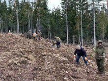 Залесяват 3 дка гори в местност край Смолян, пострадала при ветровала през 2018 г.
