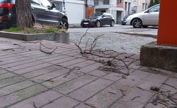 10 сигнала за щети заради силния вятър в София