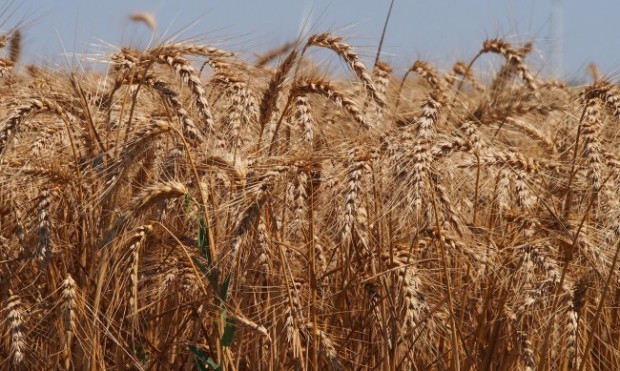 Полските и унгарските власти решиха временно да забранят вноса на зърно и