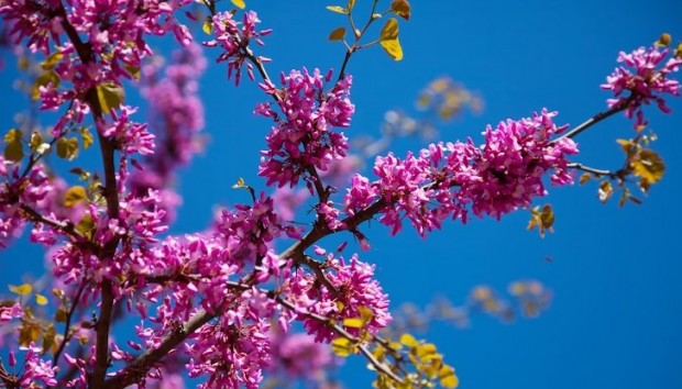 Навръх Великден в Русе разцъфтя един от най красивите паркови храсти известен като Дървото на Юда Другото име
