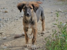 Започва кастрацията на кучета в Община Казанлък