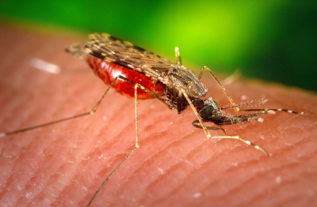 Знаем, че комарите са сериозна заплаха за здравето ни като човешки същества