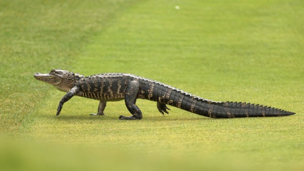 Огромен алигатор се разхожда на улицата в американския щат Луизиана.Животното е снимано