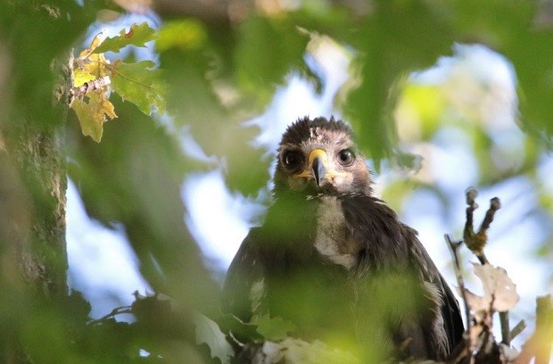 Орнитолози поставиха фотокапан в гнездото на малкия креслив орел Илия в защитена зона Суха река