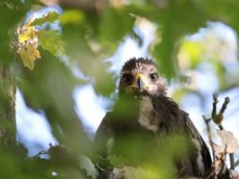 Орнитолози поставиха фотокапан в гнездото на малкия креслив орел Илия в защитена зона Суха река