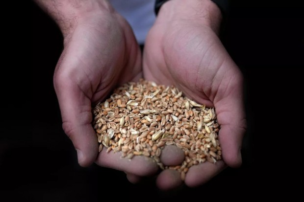 The Economist: Безмитният внос на украинско зърно унищожи пазара в Източна Европа
