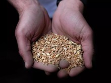 The Economist: Безмитният внос на украинско зърно унищожи пазара в Източна Европа