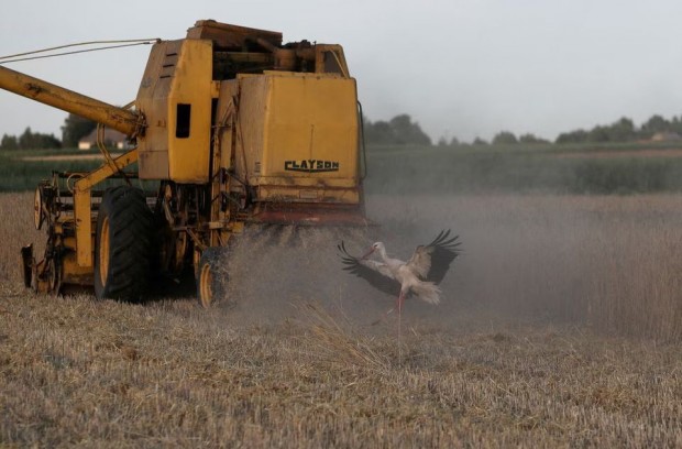Румъния е следващата съседка на Украйна, която поглежда към забрана на вноса на зърно и храни