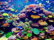 Край бреговете на Галапагоските острови се случи нещо интересно