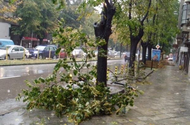 Около 16 часа днес дърво падна на улицата За това