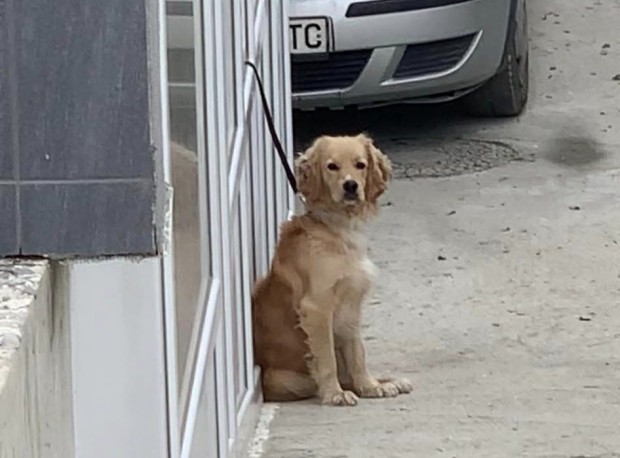Куче е оставено завързано на повод пред апартамент във Варна.