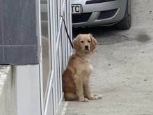 Жестоко и нечовешко държание към куче във Варна! Вижте какво са му причинили!