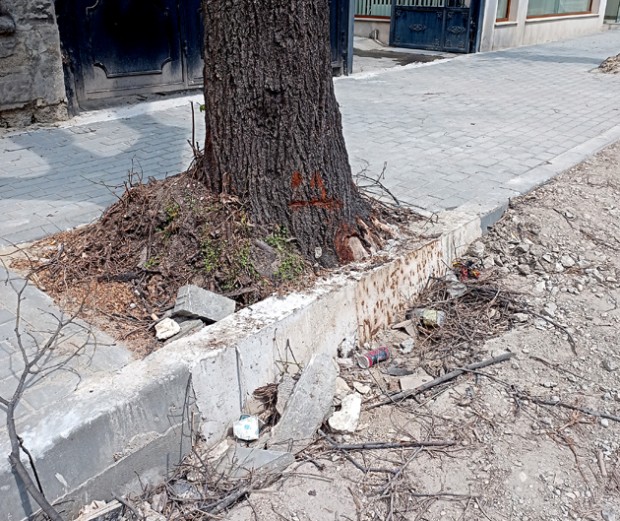 Масово убиват дървета в центъра на Варна, алармираха жители на