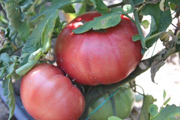 </TD
>Розовите домати са особена гордост на България. Розовият домат от пловдивското