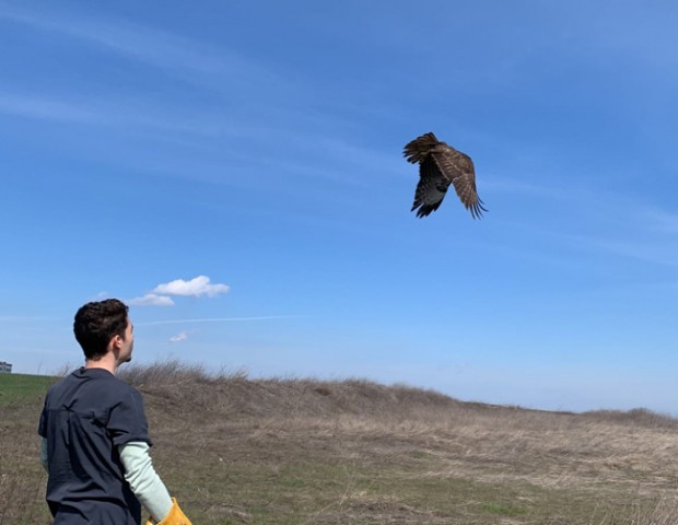 Във Варна пуснаха на свобода спасена граблива птица, блъсната от кола