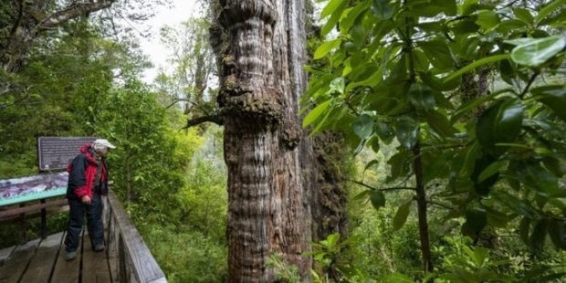 В гора в южната част на Чили гигантски патагонски кипарис,