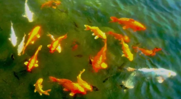 Неизвестен крадец задигна 80 златни рибки от градинско езеро в германския град