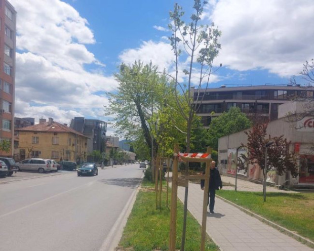 Премахват опасни дървета в Благоевград