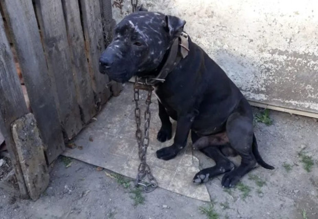 Продават куче в окаяно състояние за стръв за боеве в Пловдивско