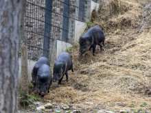 Лемури, пекари и семейство нутрии са най-новите обитатели на старозагорския зоопарк