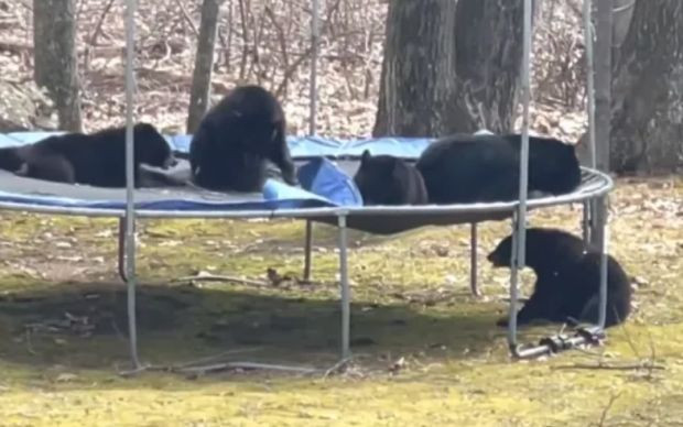 Семейство мечки влезе в двора на момиче в Кънектикът в