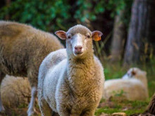 Непълнолетни от Разградско задигнаха овца от стадо на паша