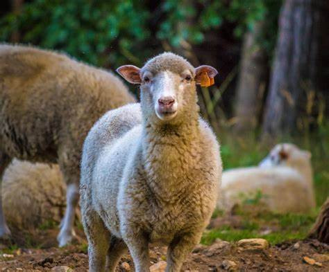 Две непълнолетни момчета задигнаха овца от стадо на паша съобщиха