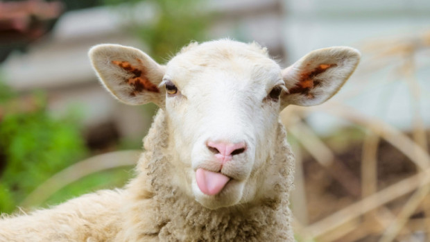 Жена която изпълни мечтата си да отглежда овце предлага терапия