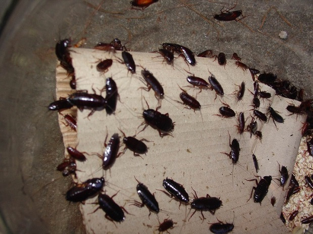 Хлебарките са едни от най често срещаните домашни вредители които могат
