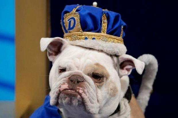 Кучето Пач спечели конкурса за най-красив булдог на университета Дрейк