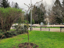 200 нови дръвчета красят Велико Търново