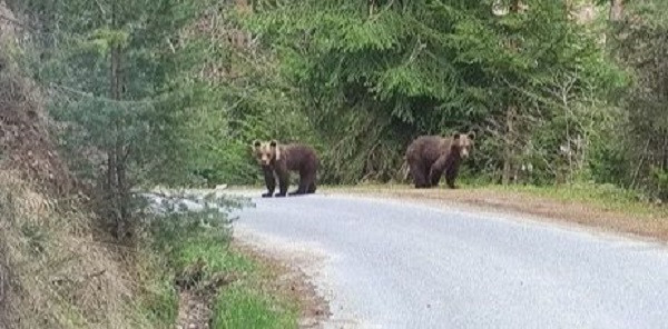 Две мечки са забелязани на пътя за село Зорница което