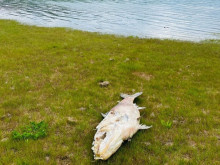 Мъртва риба бе изхвърлена на бреговете на язовир Сопот