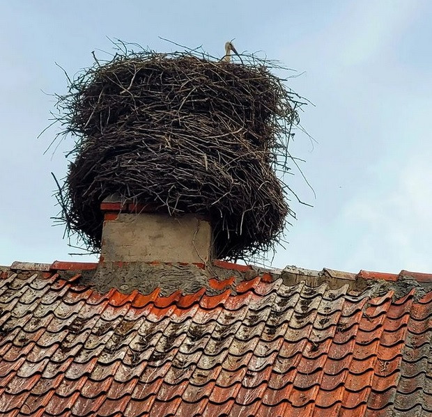 Щъркелово гнездо в Полша тежи над тон и половина Цял