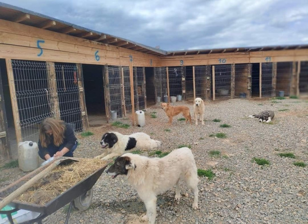 Природозащитници стягат протест заради заповед за събаряне на частен приют за бездомни кучета в благоевградско село