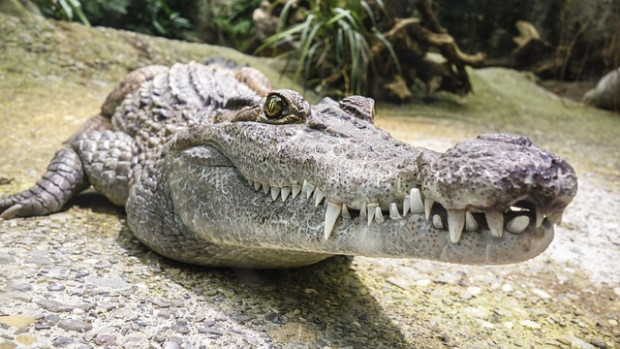 Тялото на изчезнал рибар е открито в крокодил
