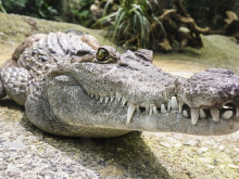 Тялото на изчезнал рибар е открито в крокодил