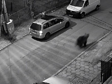 Мечка притича по улицата на столичен квартал, сплаши двама мъже