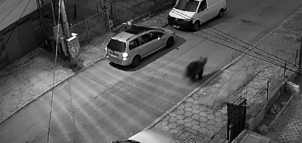 Мечка беше заснета да тича по улицата на столичен квартал