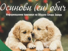 Община Стара Загора стартира кампания за безплатна кастрация на домашни кучета