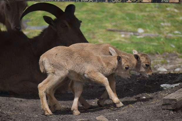 Столичният зоопарк се похвали с двама нови обитатели