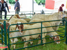 Съвети за животновъди ще раздават на Събора край Велико Търново