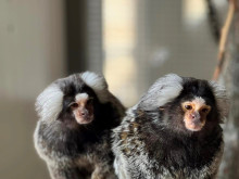 Маймуни от Амазонка са сред новите обитатели на зоопарка в Бургас
