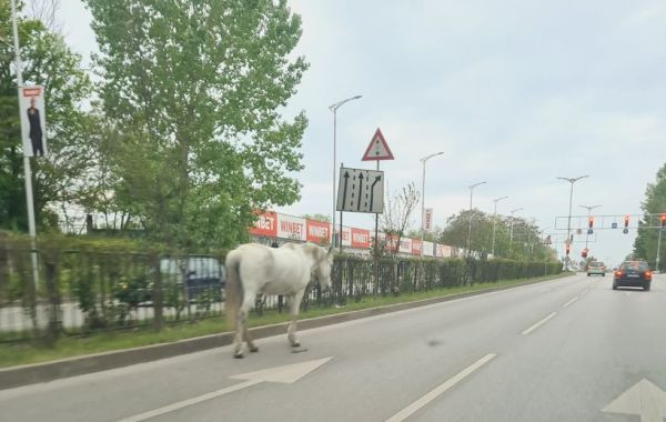 TD Бял кон се разходи днес по  булевард България научава Plovdiv24 bg