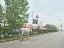 Не е шега! Бял кон се разходи по пловдивски булевард