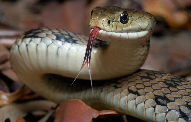 Голяма змия спря движението на кръстовище в американския щат Вирджиния,