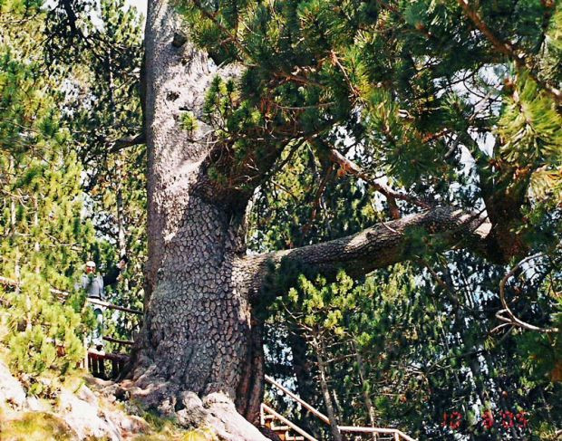 Специалисти укрепват най старото дърво у нас над 1300 годишната Байкушева