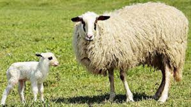 На Гергьовден овчарите отбиват агънцата от майките им и издояват първото мляко